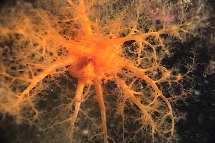 Thumbnail image for SEA Inside